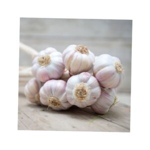 Fresh Garlic